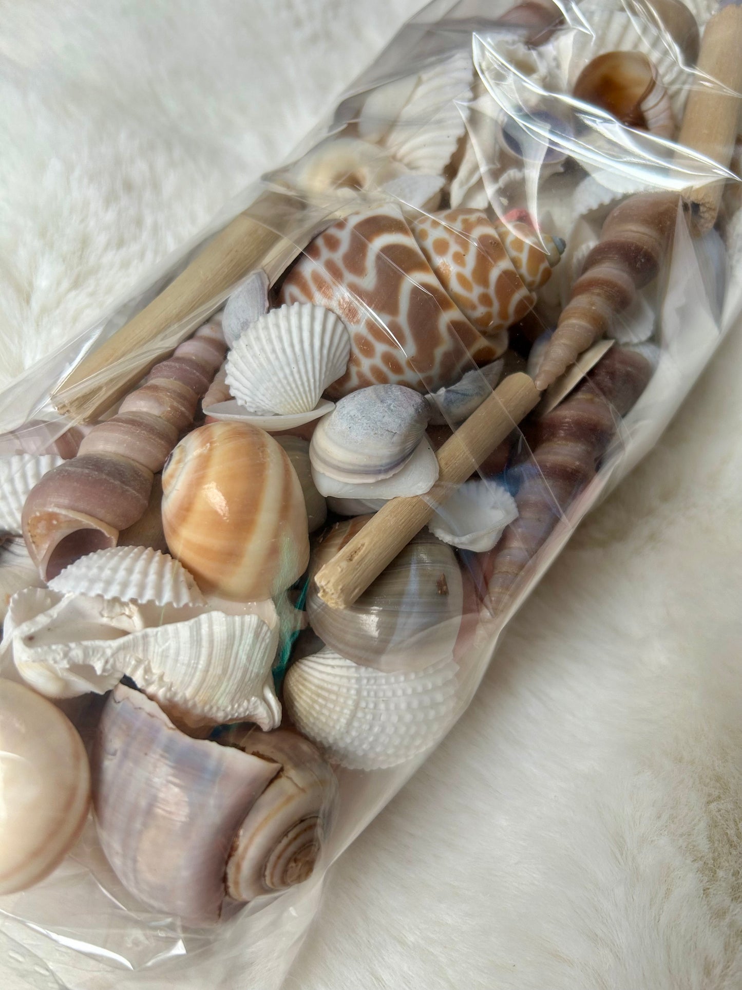 Seashells & Driftwood Mixture